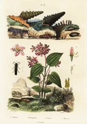 Trumpet snails, soldier beetles and Clidemia
