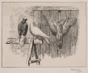 The Doves