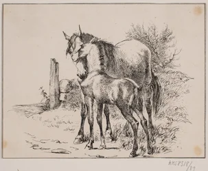 The Horse and the Foal