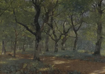 Inside the Forest