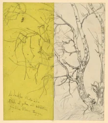 Birch Grove