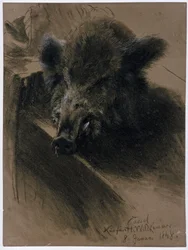 The Head of a Wild Boar in the Electoral Hunting Chamber in Kassel
