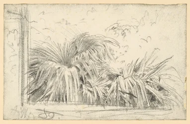 Palm Fronds in a Window Frame