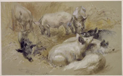 Pigs in a Cornfield
