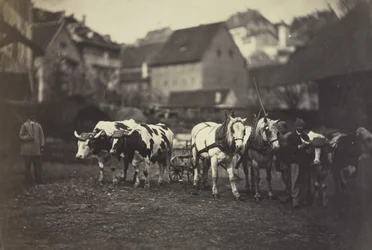 Untitled (Farm Animals)