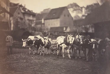 Untitled Farm Animals