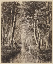 River in the Woods