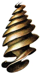 Egg Case of a Horn Shark, 1923
