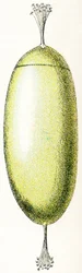 Egg of a Lamprey, 1923