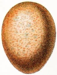Falcon Egg, 1923