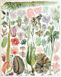 Illustration of Algae and Seaweed, c. 1923