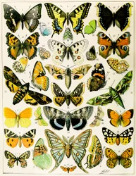 Illustration of Butterflies and Moths