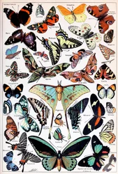 Illustration of Butterflies and Moths c.1923