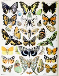 Illustration of Butterflies and Moths c.1923
