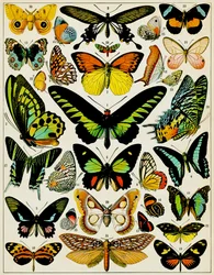Illustration of Butterflies and Moths c.1923