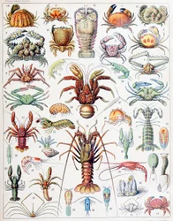 Illustration of Crustaceans c.1923