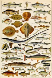 Illustration of Edible Fish, c. 1923