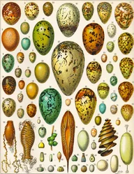 Illustration of Eggs c.1923