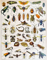 Illustration of Insects c.1923