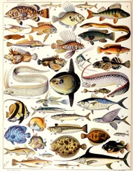 Illustration of Marine Fish c.1923