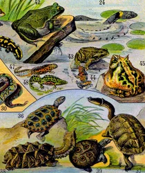 Illustration of Reptiles and Amphibians c.1923