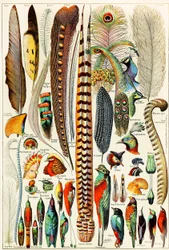 Illustration of Feathers and Birds c.1923