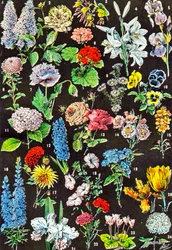 Illustration of Garden Flowers c.1923
