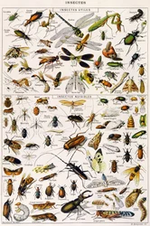 Illustration of useful Insects and insect pests