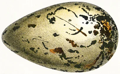 The Egg of a Great Auk, 1923