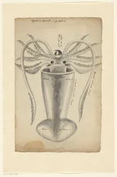 Squid