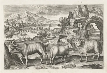 Goat and Sheep (Four-Legged Animals)