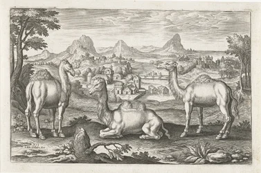 Dromedaries and a Camel