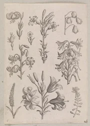 Lilies