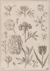 Peony