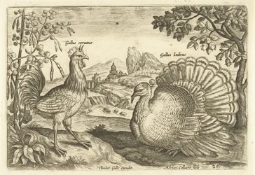 Two Chickens in a Landscape (Avivm Vivae) (Birds)
