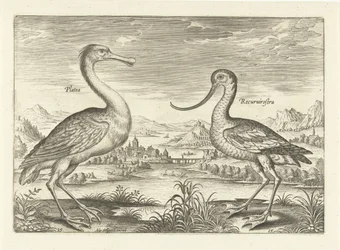 Two Wading Birds in a River Landscape (Birds Series) (Avivm Vivae Series)
