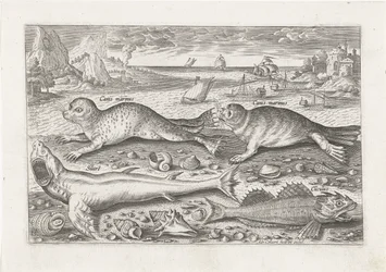 Two Seals and Two Fish on the Beach