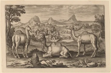 Two Dromedaries and a Camel