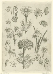 Various Flowers, Violets, and Daffodils Florilegium (series title)