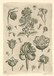 Various Flowers Including Iris and Violet (Florilegium)