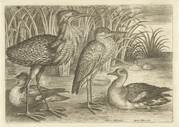 Four Wading Birds Along a Shore