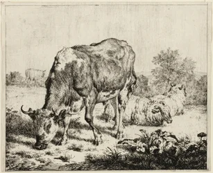 A Cow and Three Sheep