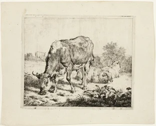 Bull Grazing and Three Sheep