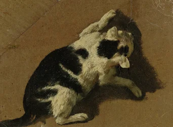 Cat playing