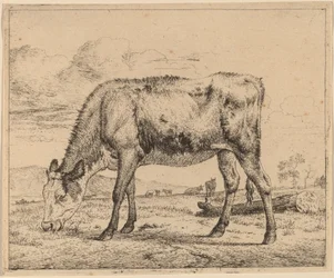 Grazing Calf