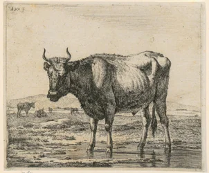 Bull Standing in Water, plate 6 from the series “Various Animals”