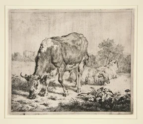 The Pied Ox and the Three Sheep