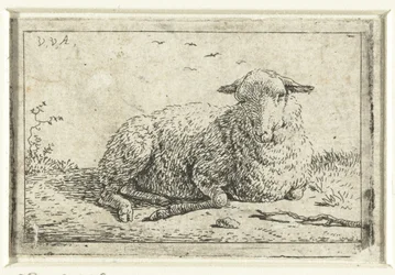 Lying sheep