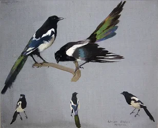 Magpies
