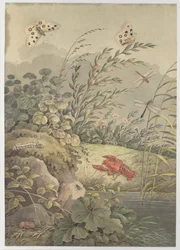 Piece of water with crab, butterflies, dragonflies and sea-buckthorn